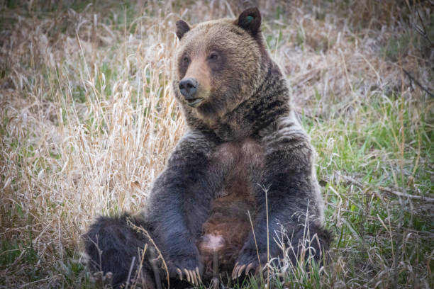 istock Wild Grizzly Bear in Grand Teton 1486381236