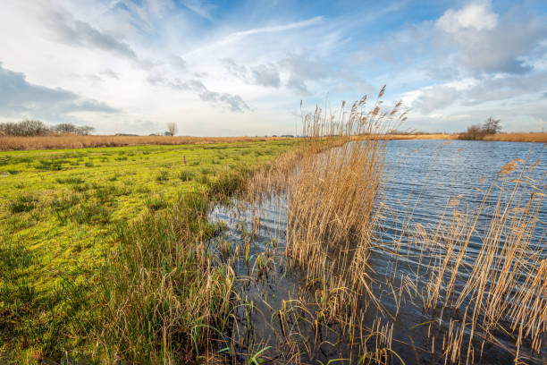 istock Dutch polder landscape on a windy day 1486381915