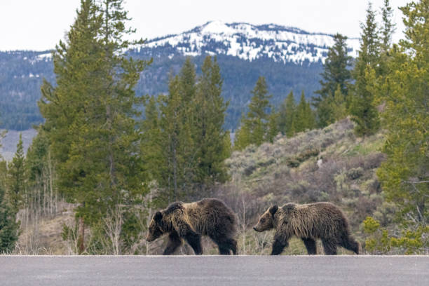 istock Grizzly Bear Cub in Grand Teton 1486382517