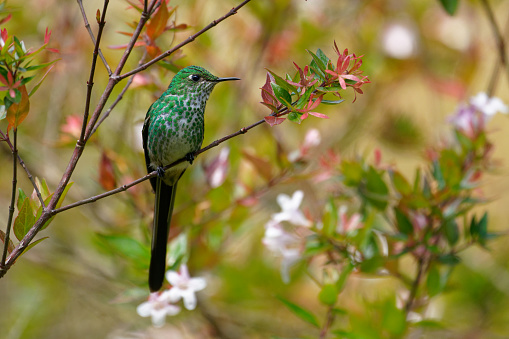 a Hummingbird rests on a branch near Bogota