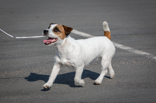 Jack Russell Terrier running on a dog show leash on asphalt