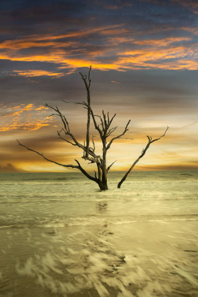 istock Surreal twisted dead trees at Driftwood Beach in South Carolina 1486384623