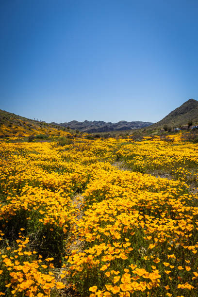 istock A valley full or yellow and orange Mexican poppies on a spring day 1486385242