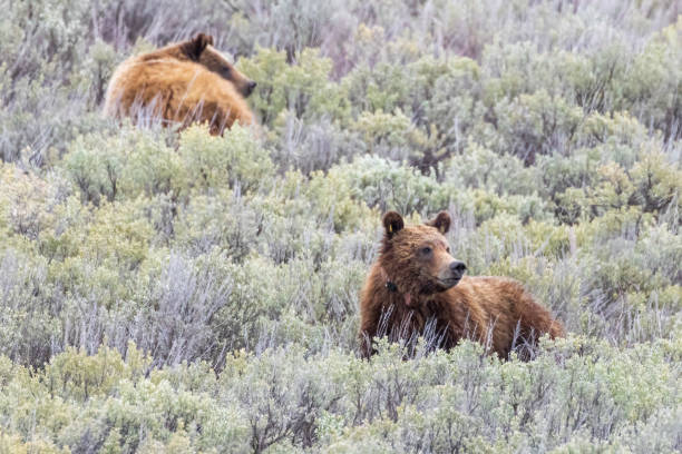 istock Grizzly Bear 399's Cubs 1486385429