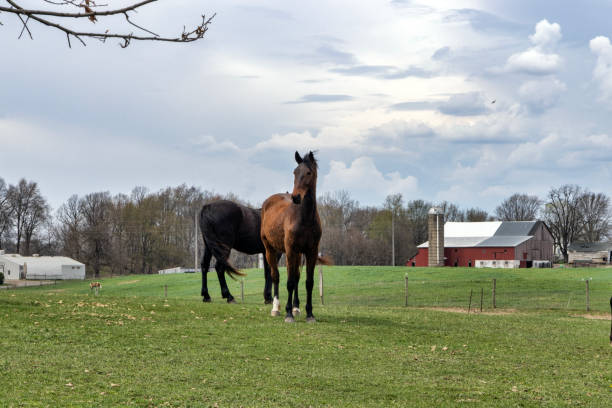istock Horse standing in farm field 1486385894