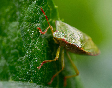 macro of a green field shield bug, Palomena viridissima, on a leaf