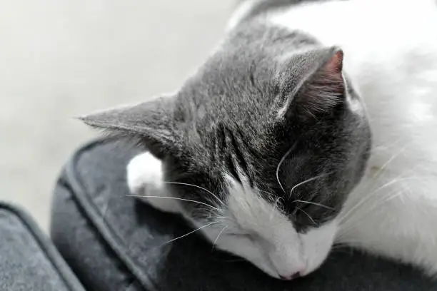 grey and white cat sleeping. copy space.