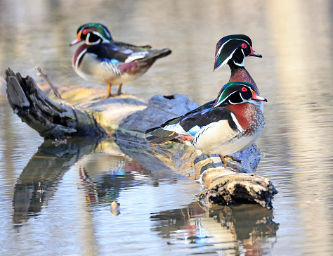 Colorful Wood Ducks perched on the lake border, Quebec, Canada