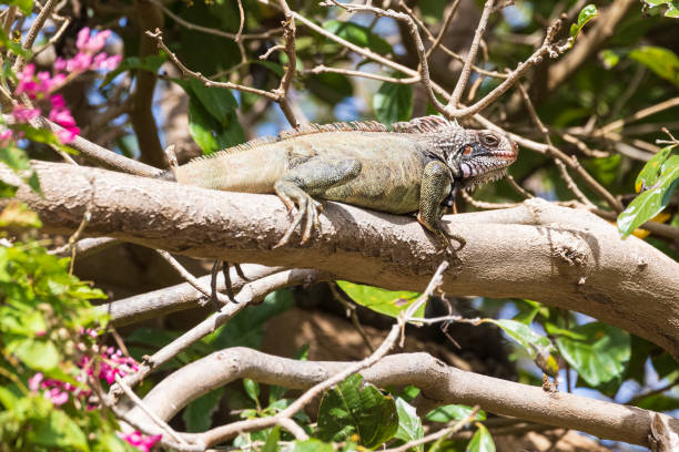 istock Iguana in the Virgin Islands 1486392360