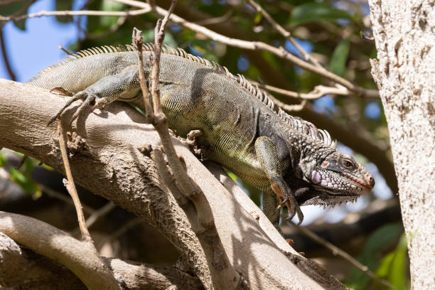 istock Iguana in the Virgin Islands 1486392511