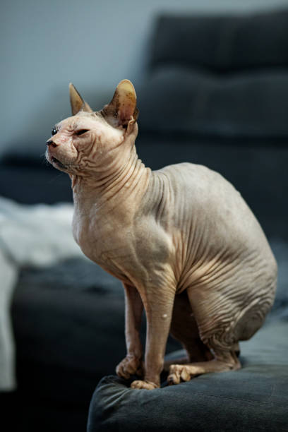 istock Cute sphynx cat indoors. Friendly pet 1486392728