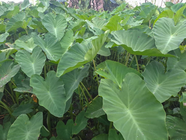 istock Colocasia esculenta or taro leaves 1486393090