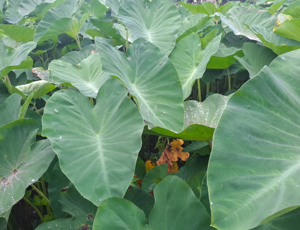 istock Colocasia esculenta or taro leaves 1486393091