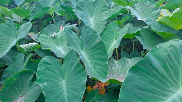 istock Colocasia esculenta or taro leaves 1486393739