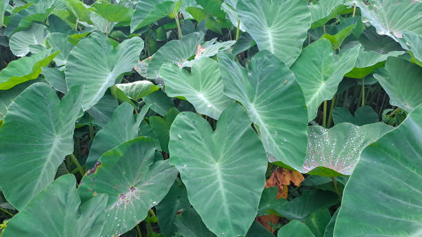 istock Colocasia esculenta or taro leaves 1486393834