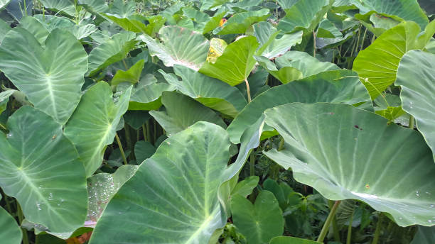 istock Colocasia esculenta or taro leaves 1486393890