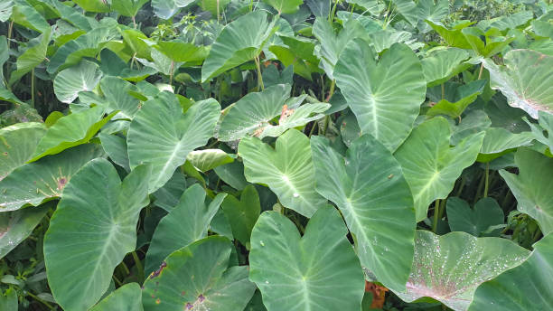 istock Colocasia esculenta or taro leaves 1486393891