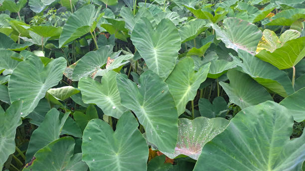 istock Colocasia esculenta or taro leaves 1486393894