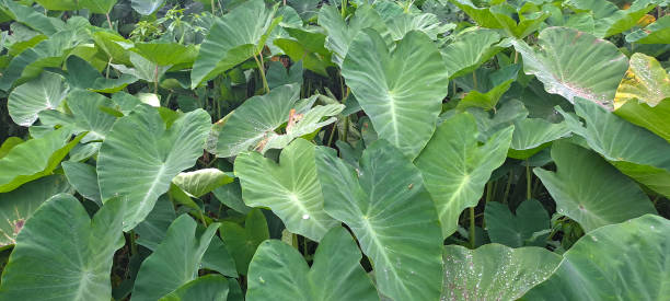 istock Colocasia esculenta or taro leaves 1486393916