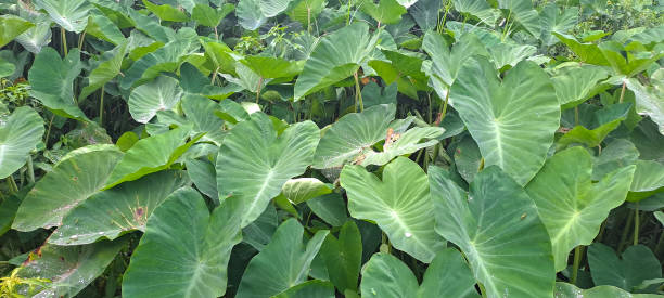 istock Colocasia esculenta or taro leaves 1486394036