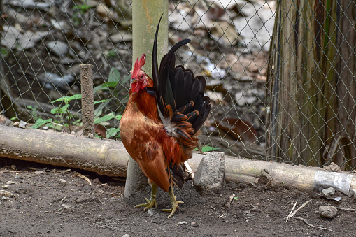 a male dwarf chicken in the yard of a house, the atmosphere of a village located in central Java, Indonesia.