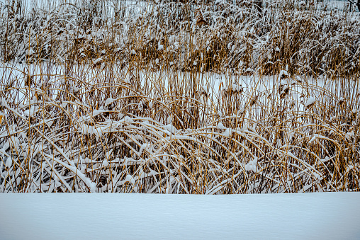 reed field covered in snow