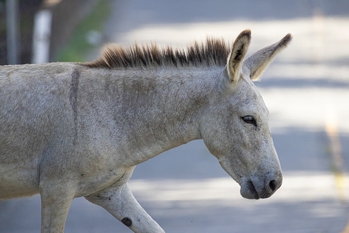 donkey in green field country mammal agriculture meadow