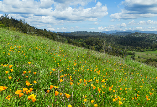 Wide view of California Poppy wildflowers blooming on a coastal hillside, with clouds and more hills in background.\n\nTaken in Santa Cruz, California, USA