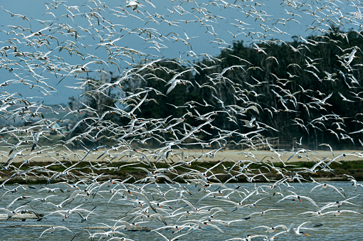Large flock of tern birds flying en masse from their shore feeding ground.