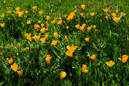 Close-up of California Poppy wildflowers blooming on a coastal hillside.\n\nTaken in Santa Cruz, California, USA