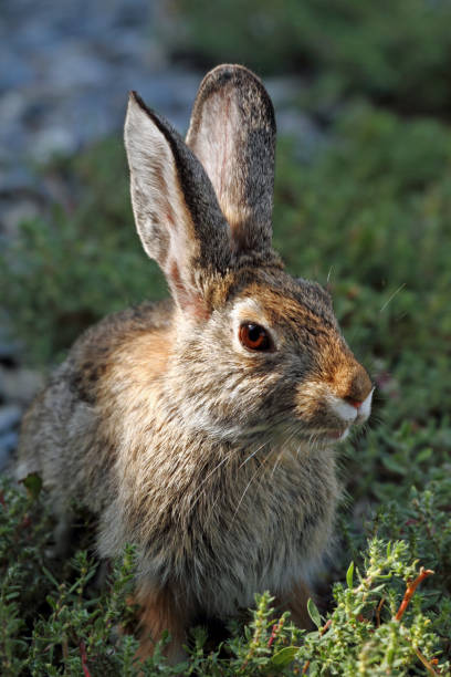 Free Stock Photo of Cottontail Rabbit | Download Free Images and Free ...
