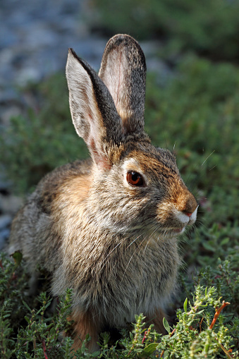 Cottontail Rabbit in East Central Idaho.