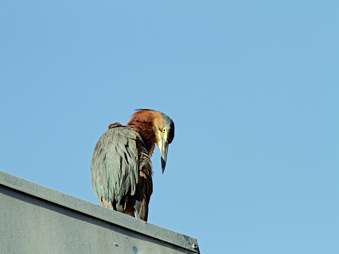 Green Heron (Butorides virescens) perched on a rooftop.