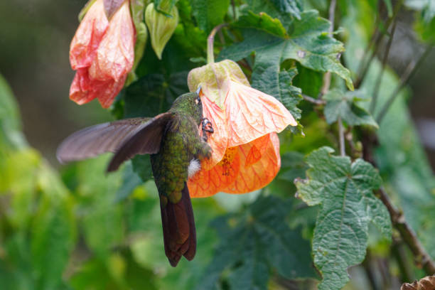 istock Tyrian Metaltail Hummingbird 1486397388