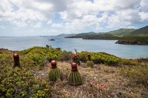 U.S. Virgin Islands National Park Landscape