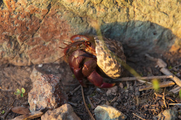 istock Wild Hermit Crab - Virgin Islands 1486398795