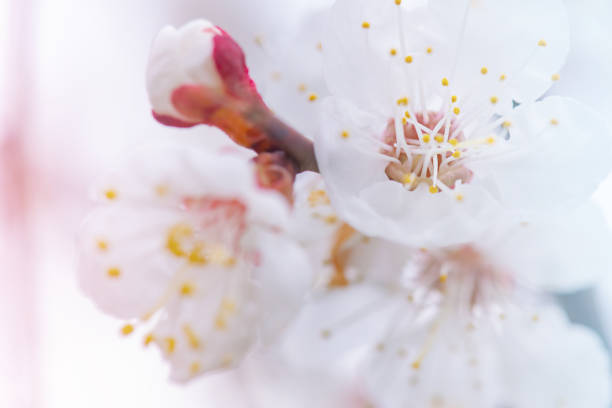 istock Flowering trees in spring. White flowers on a tree branch. 1486400039