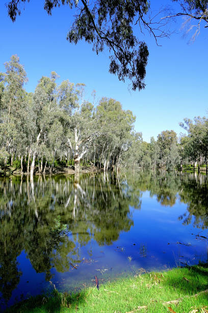 istock Lower Moira, Victoria, Australia 1486401385