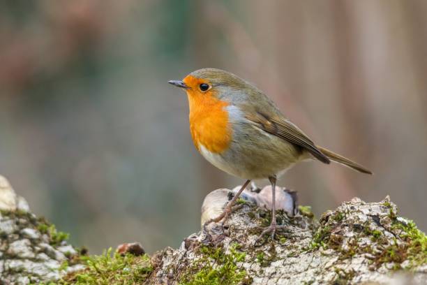 istock Closeup of a robin (Erithacus rubecula) on a tree trunk against a blurred background 1486401779