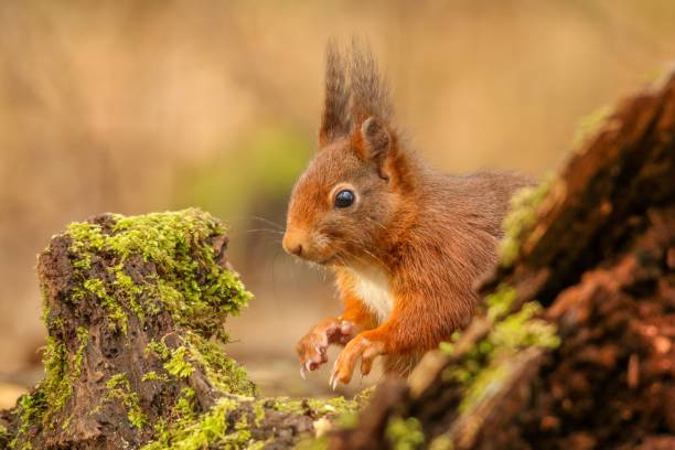 istock Closeup of a common squirrel (Sciurus vulgaris) on a trunk of a tree against a blurred background 1486401792