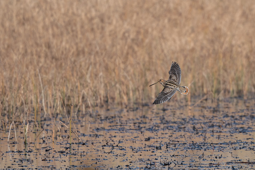 Common Snipe Flying Over Marsh Pond