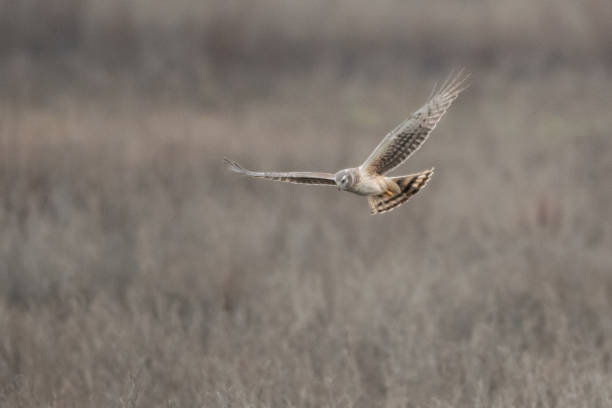 istock Northern Harrier Flying/In Flight Hunting for Food 1486402053