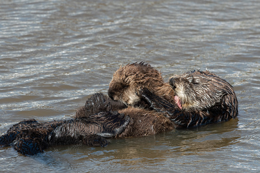 Mother Southern Sea Otter Grooming Baby While Floating in Water