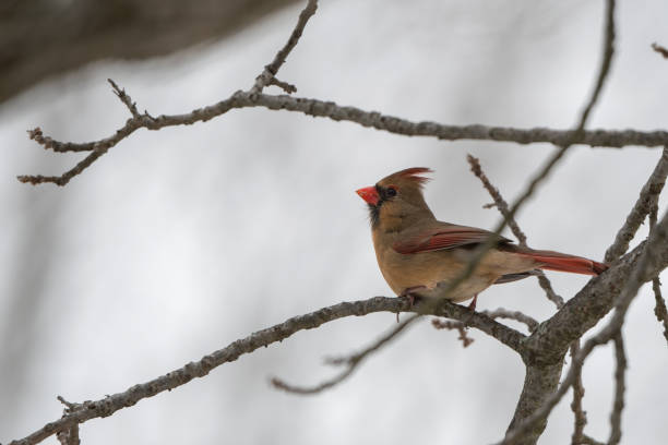 istock Female Northern Cardinal Perched on Tree Stem 1486402083