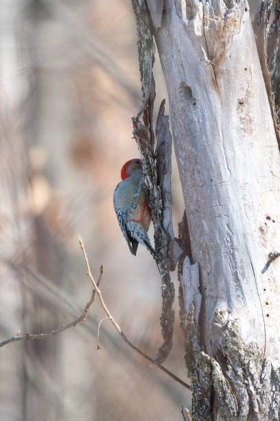 istock Male Red-Bellied Woodpecker Pecking at Tree 1486402094
