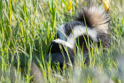 Badger at burrow hunting and digging