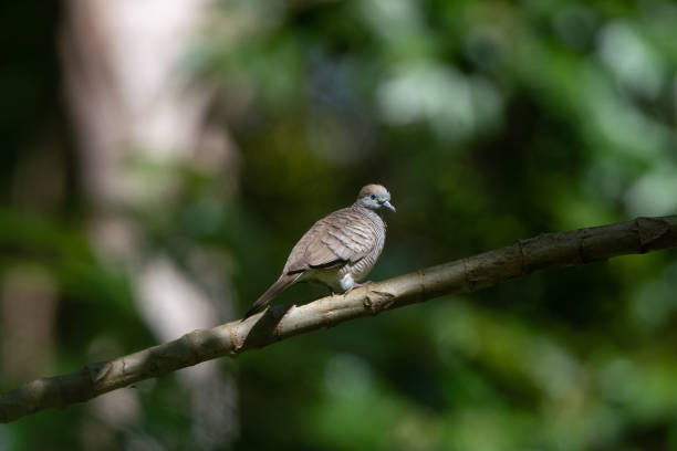 istock Zebra Dove Perched on Tree in Kauai Hawaii 1486402157
