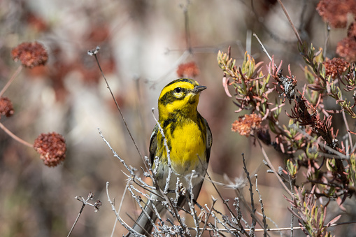 Female Townsend's Warbler Perched on Plants Foraging for Food