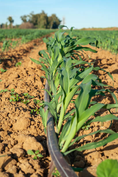 경작지에 있는 옥수수 식물의 클로즈업, 물방울 관개 시스템. - corn crop irrigation equipment agriculture leaf 뉴스 사진 이미지
