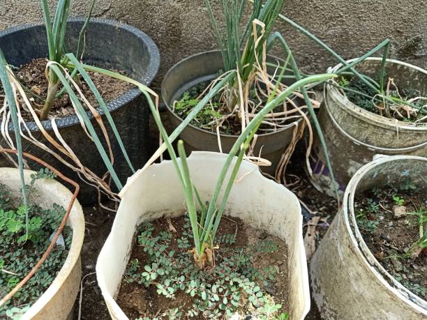 istock recycle plastic jerry cans for planting onions in the yard 1486404119